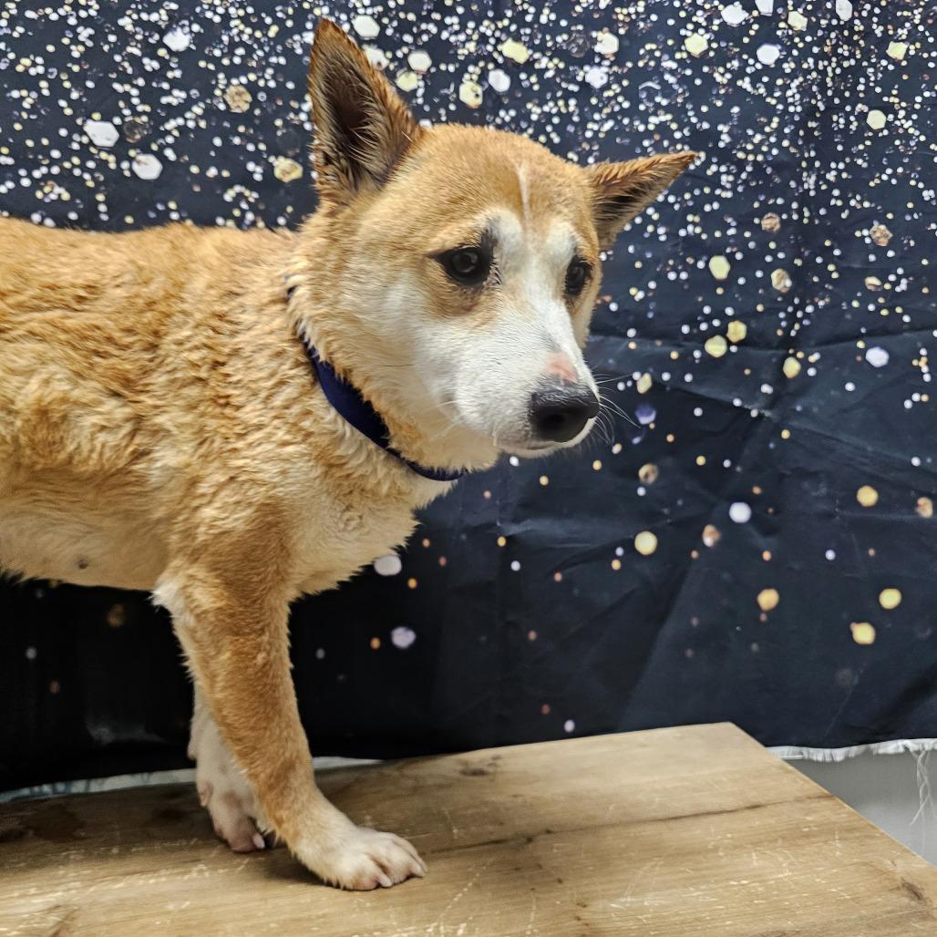 Enlarge Sue Ellen, a Adoptable Shiba Inu in Normal, IL image 4/4
