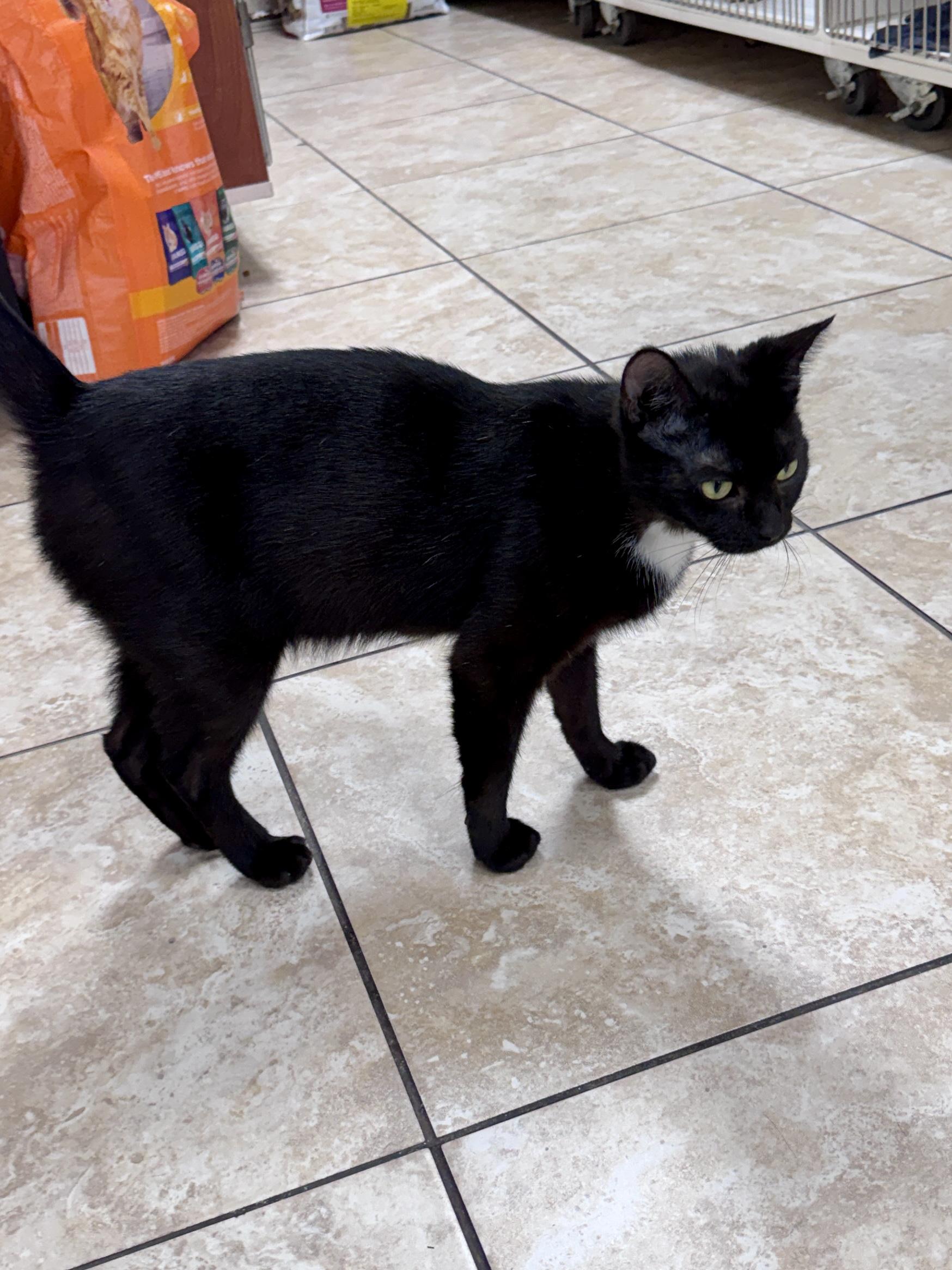 Enlarge Luna, a Adoptable Domestic Short Hair in Gainesville, FL image 1/5