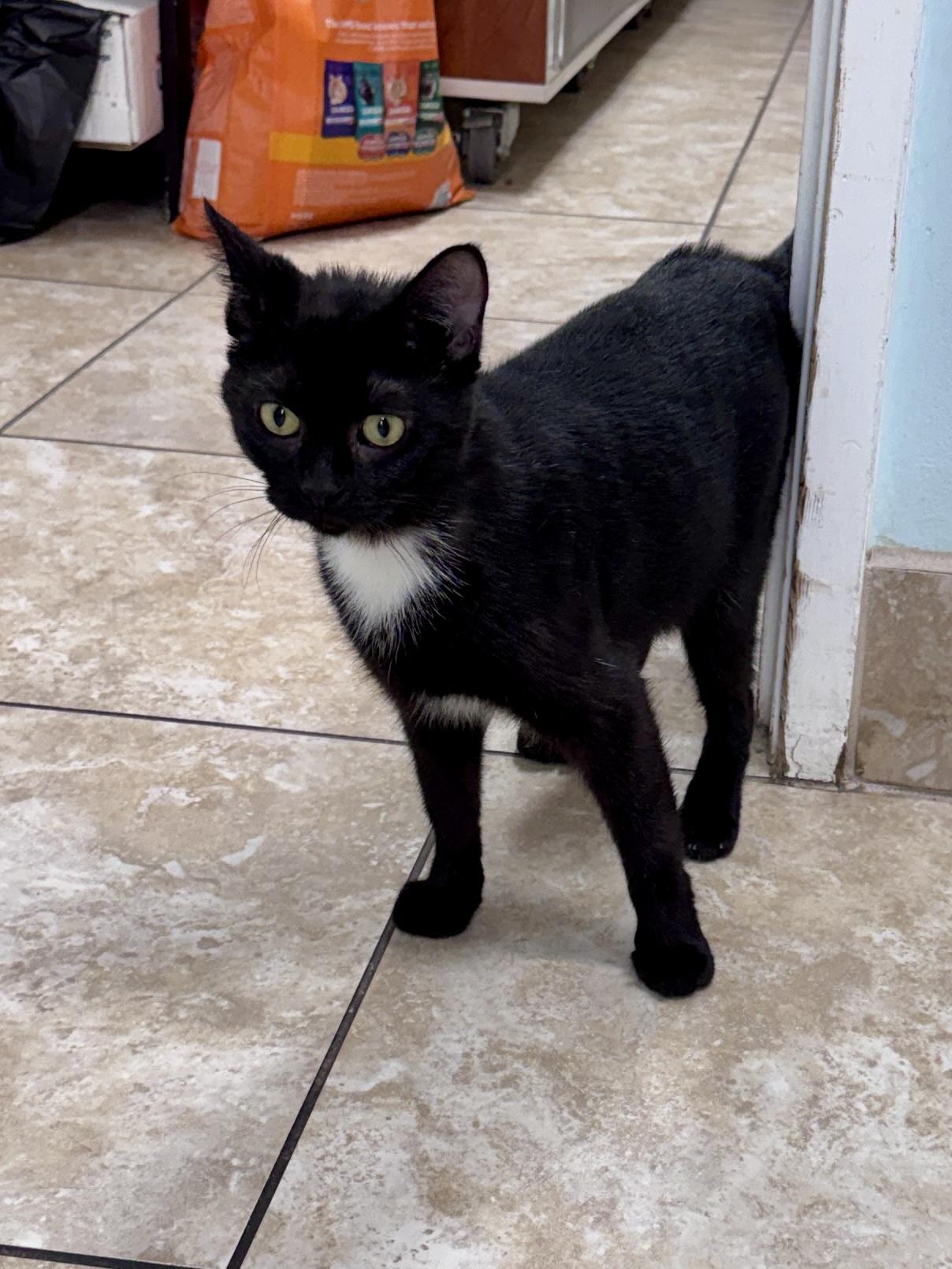 Enlarge Luna, a Adoptable Domestic Short Hair in Gainesville, FL image 2/5