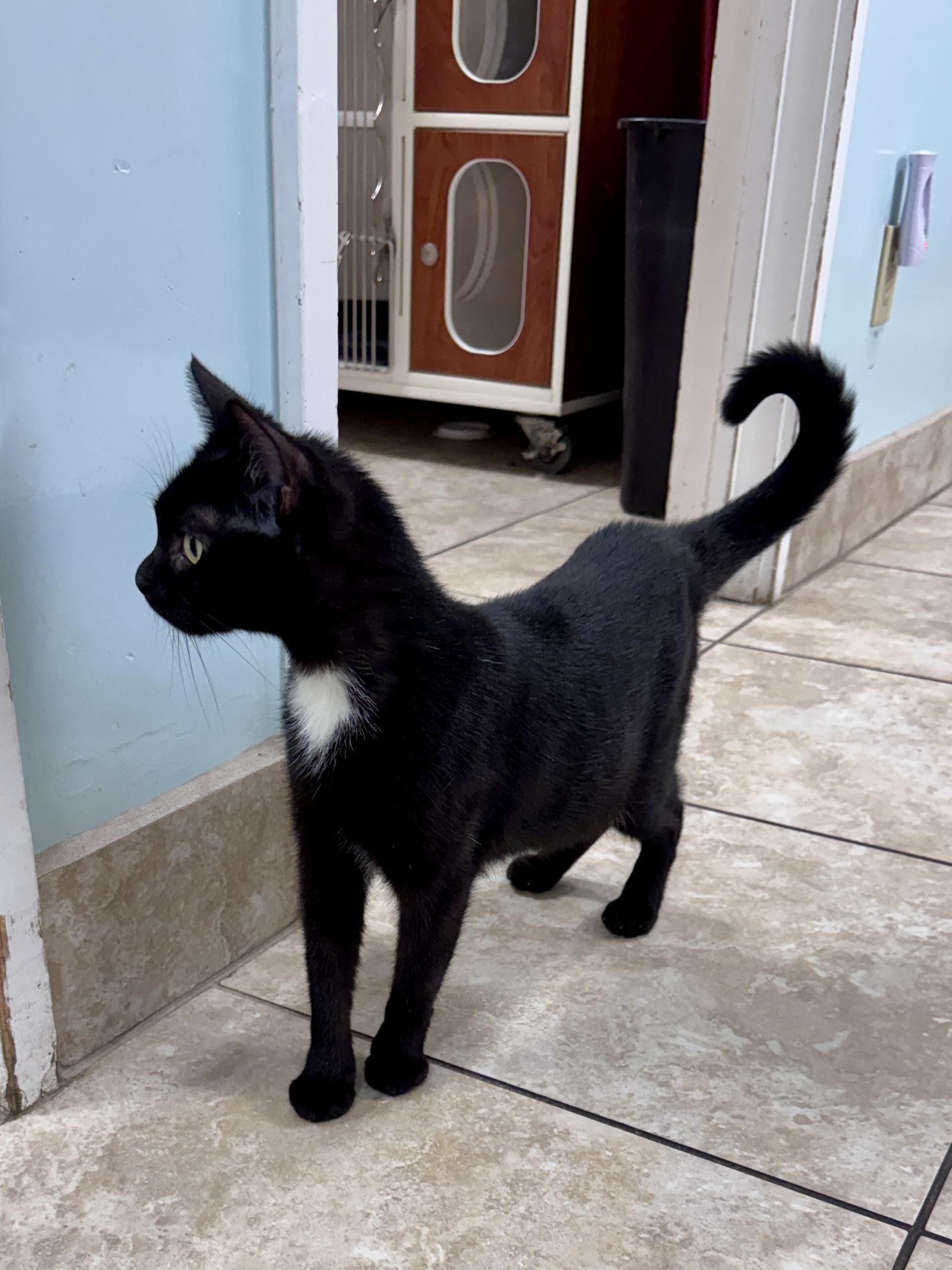 Enlarge Luna, a Adoptable Domestic Short Hair in Gainesville, FL image 3/5