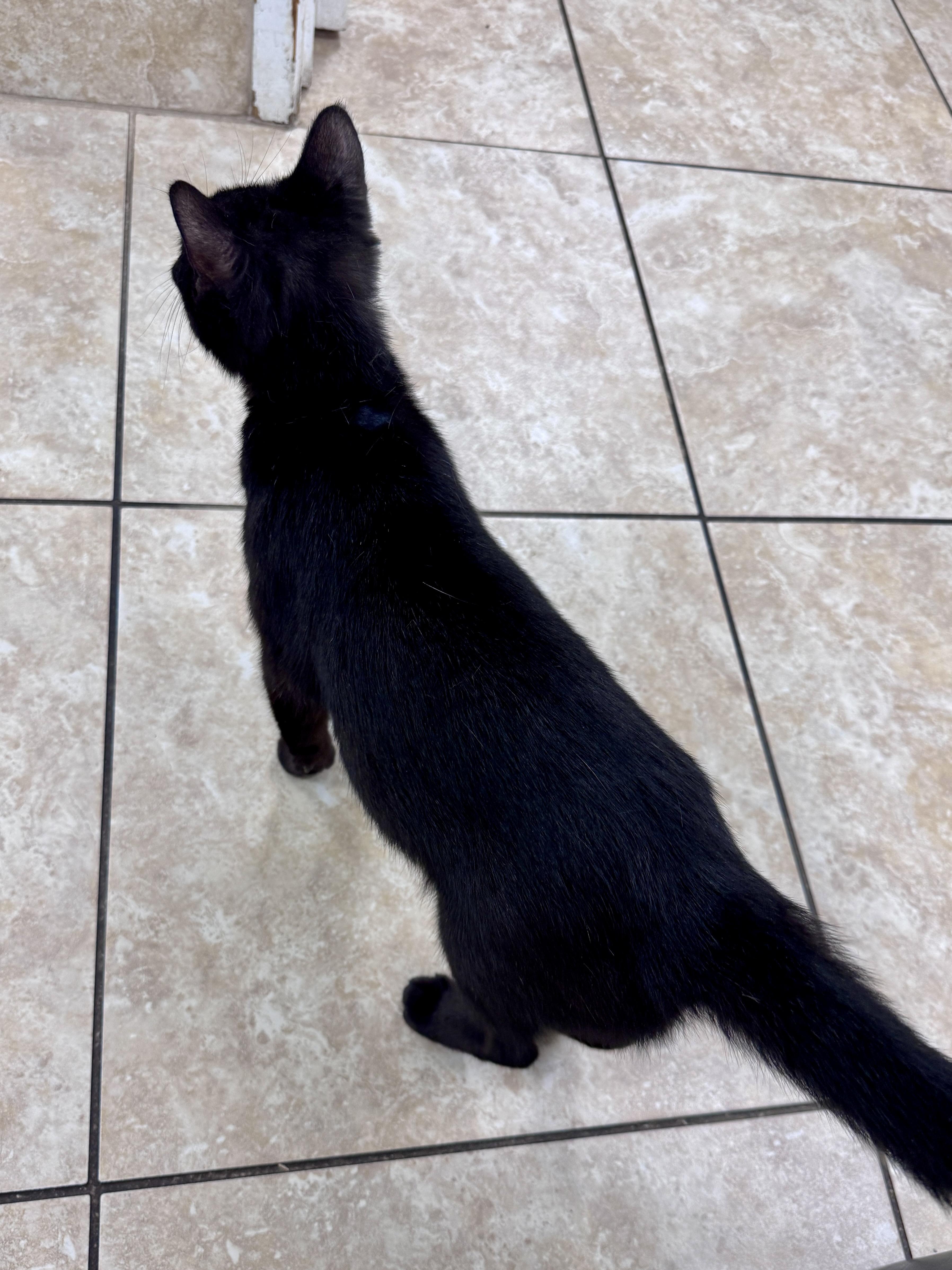 Enlarge Luna, a Adoptable Domestic Short Hair in Gainesville, FL image 4/5