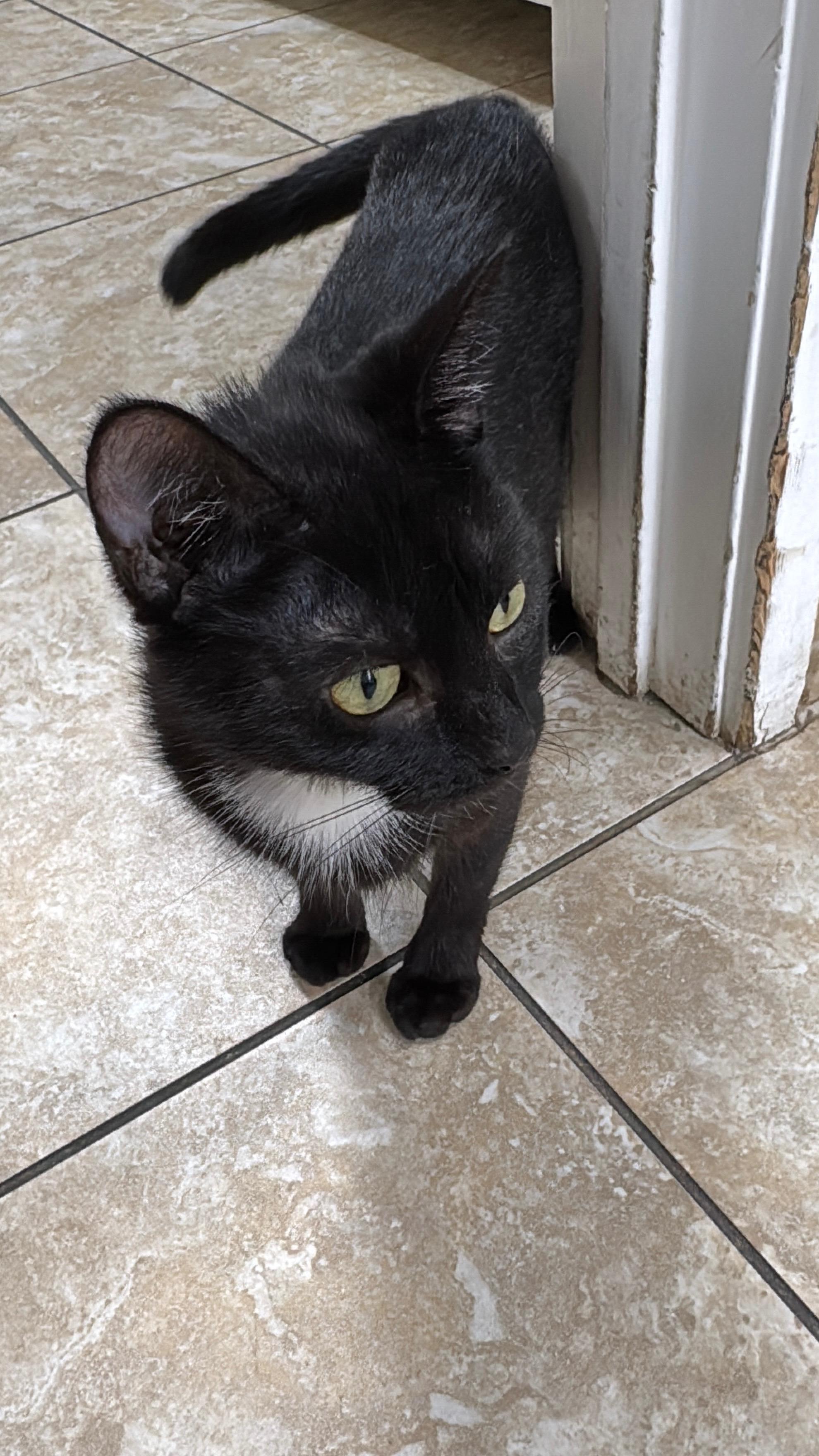 Enlarge Luna, a Adoptable Domestic Short Hair in Gainesville, FL image 5/5