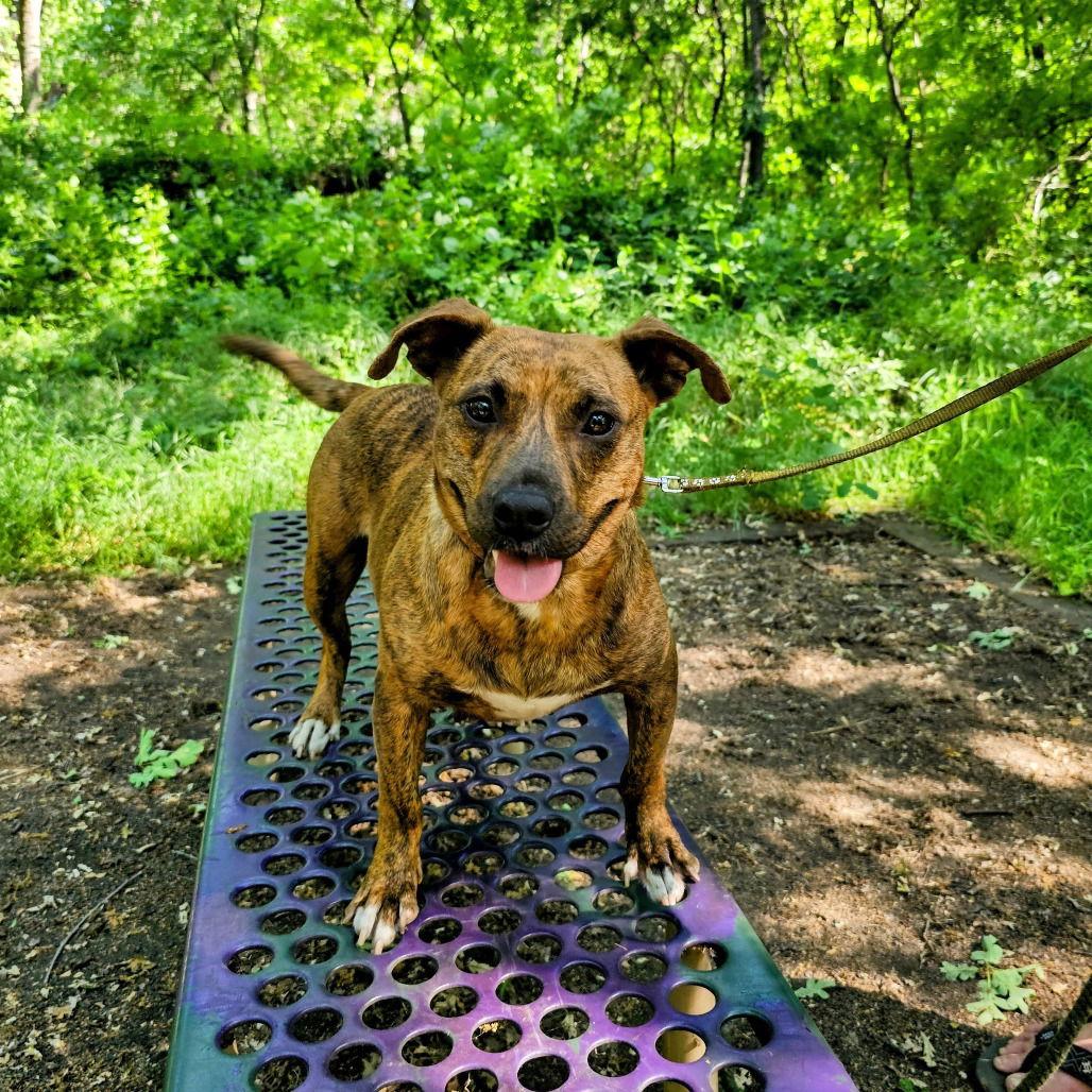 Enlarge Skye, a Adoptable mixed breed in Chico, CA image 1/1