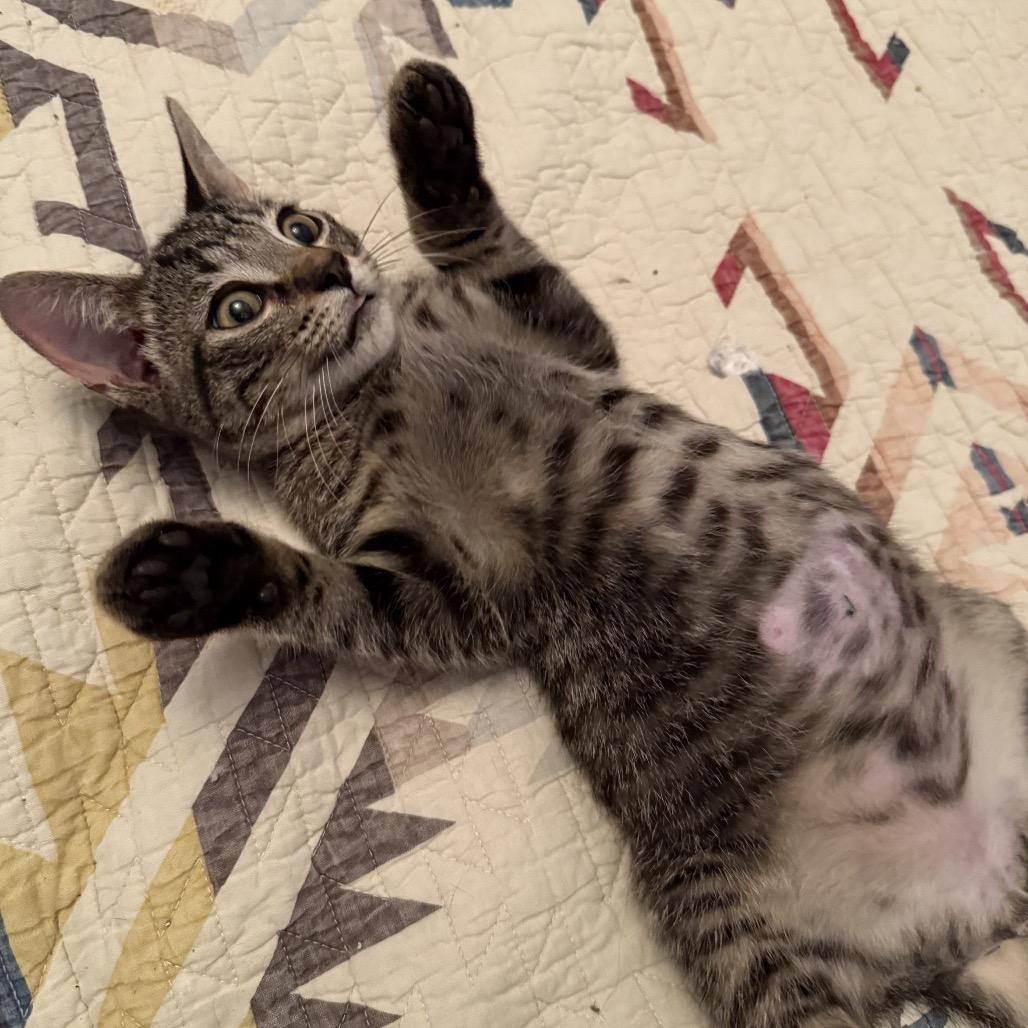 Choco Latte, Adoptable, Kitten Male Domestic Short Hair.