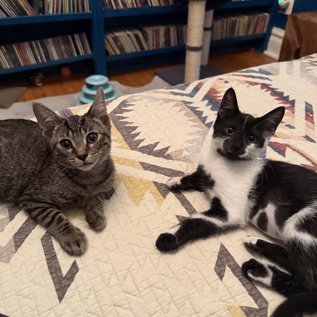Enlarge Choco Latte, a Adoptable Domestic Short Hair in Chicago, IL image 2/5