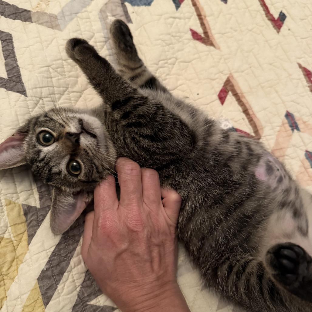 Enlarge Choco Latte, a Adoptable Domestic Short Hair in Chicago, IL image 3/5