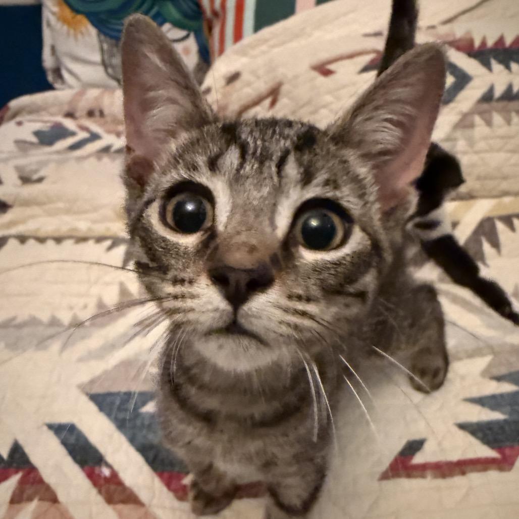 Enlarge Choco Latte, a Adoptable Domestic Short Hair in Chicago, IL image 4/5
