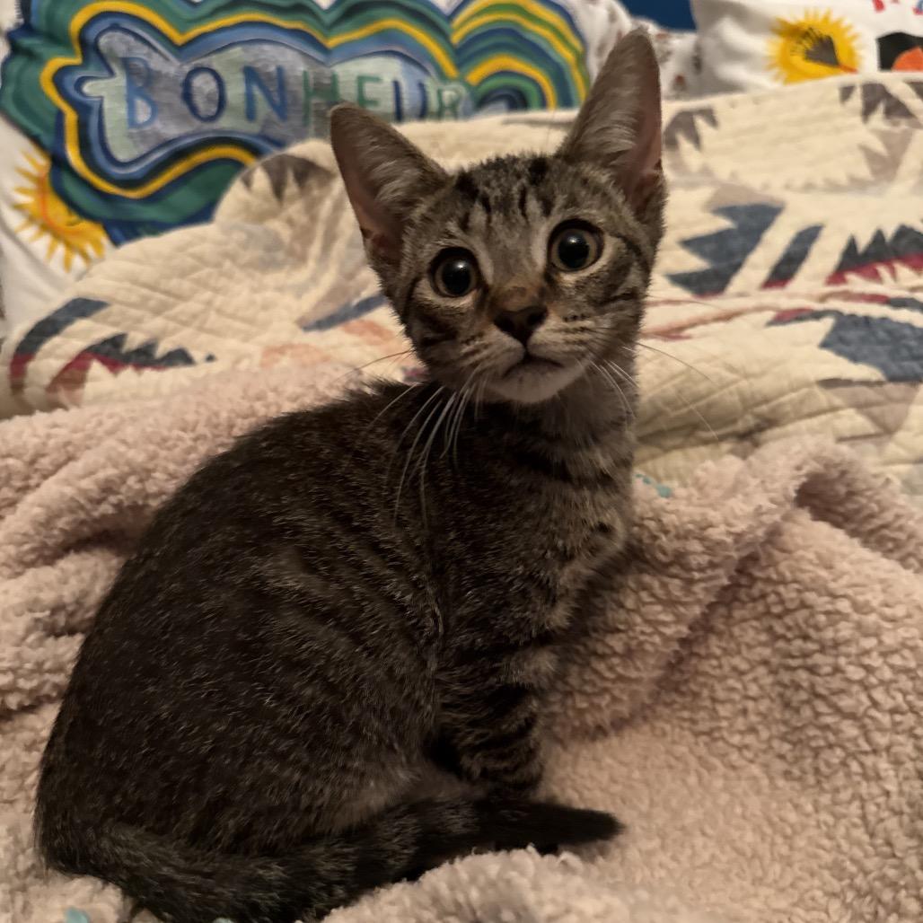 Enlarge Choco Latte, a Adoptable Domestic Short Hair in Chicago, IL image 5/5