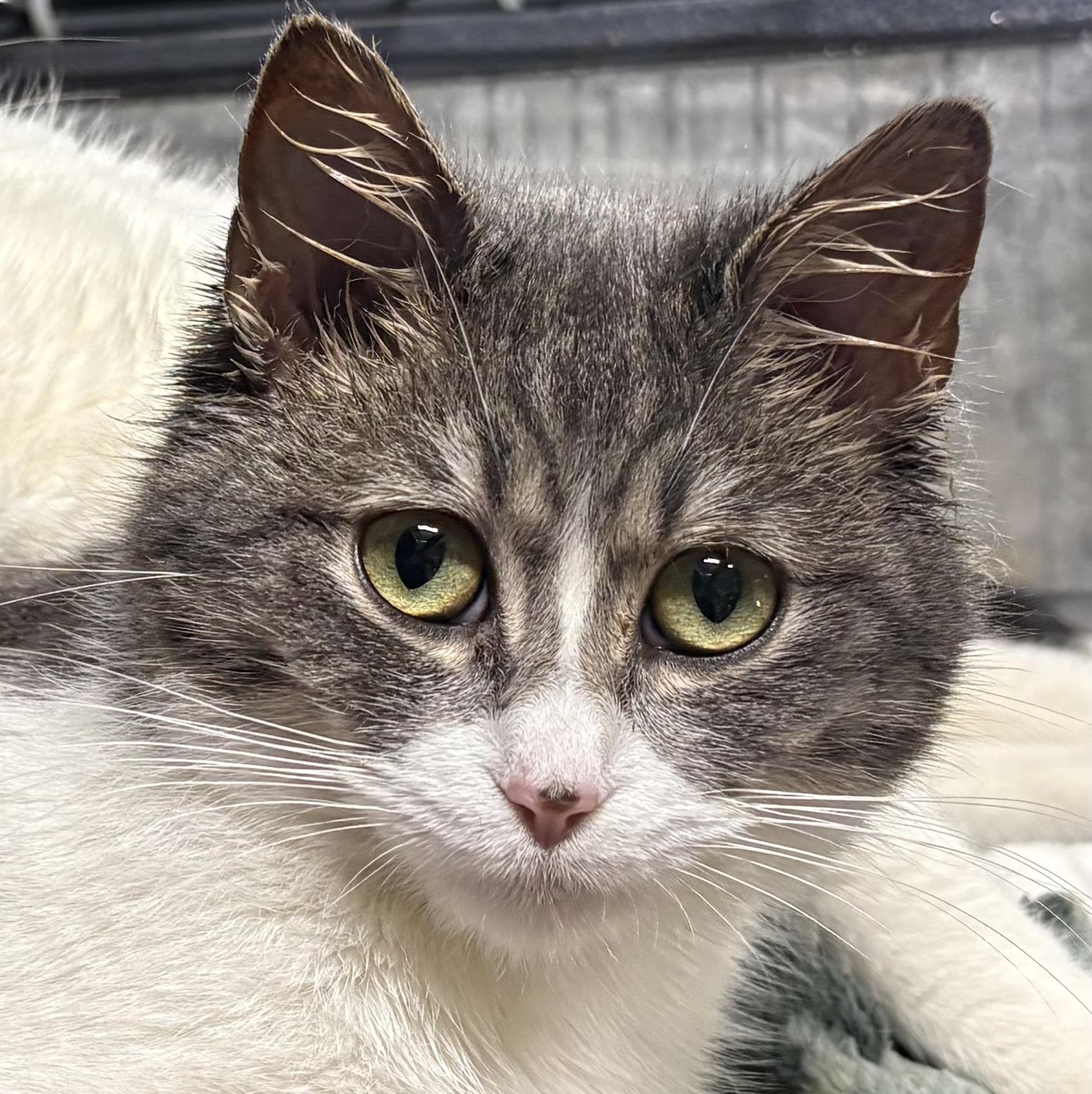 Enlarge RAINA (bonded with RAIDEN`), a Adoptable Domestic Short Hair in Tillsonburg, ON image 1/3