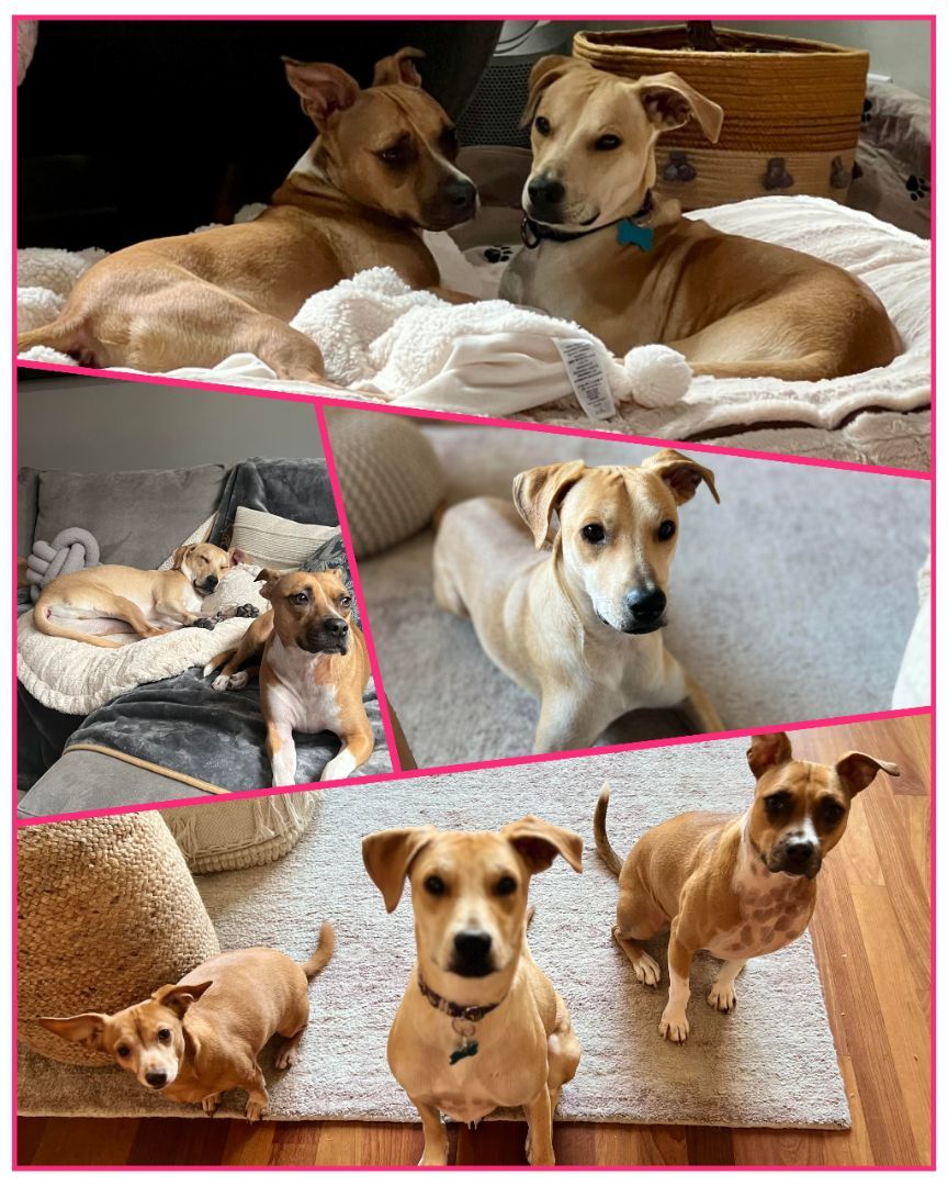 Rocky Niño, Adopted, Young Male Yellow Labrador Retriever & Whippet.