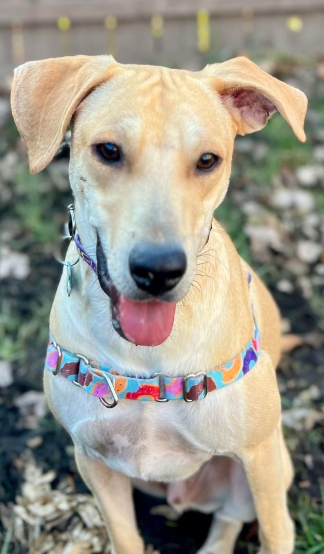 Enlarge Rocky Niño, a Adopted mixed breed in Elmwood Park, IL image 2/6