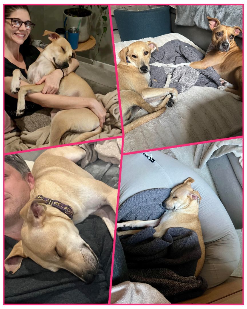 Enlarge Rocky Niño, a Adopted mixed breed in Elmwood Park, IL image 3/6