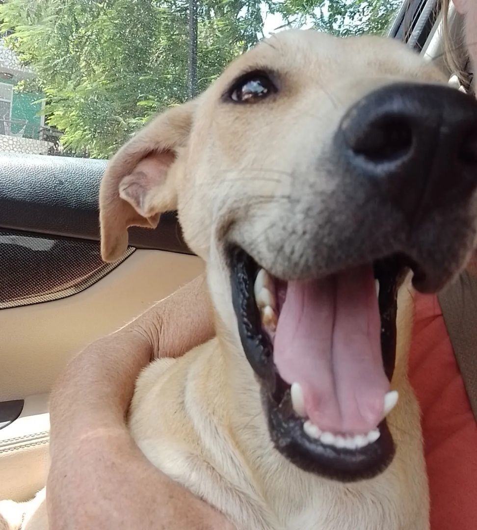 Enlarge Rocky Niño, a Adopted mixed breed in Elmwood Park, IL image 4/6