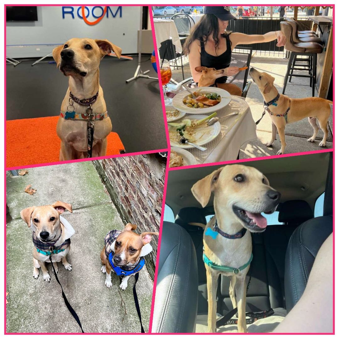 Enlarge Rocky Niño, a Adopted mixed breed in Elmwood Park, IL image 5/6