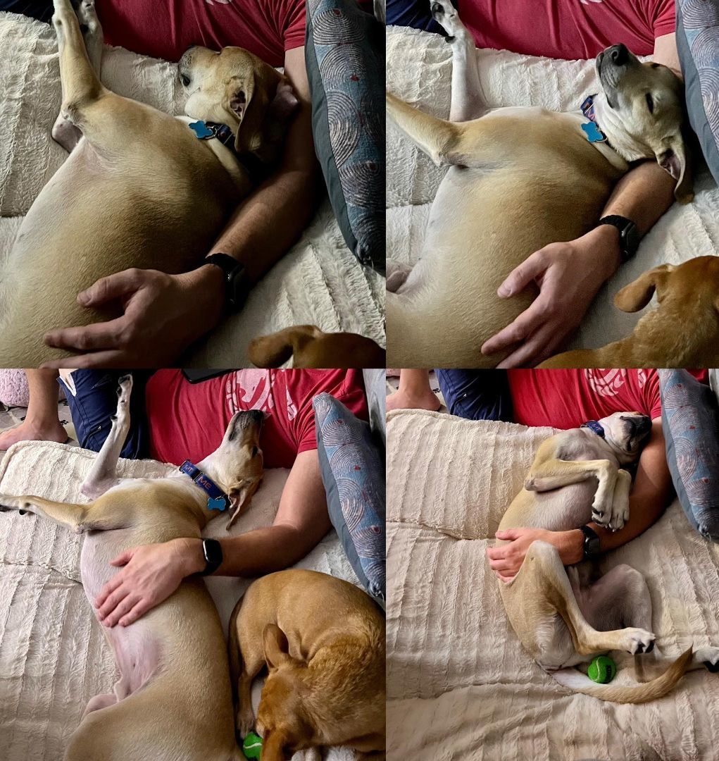 Enlarge Rocky Niño, a Adopted mixed breed in Elmwood Park, IL image 6/6