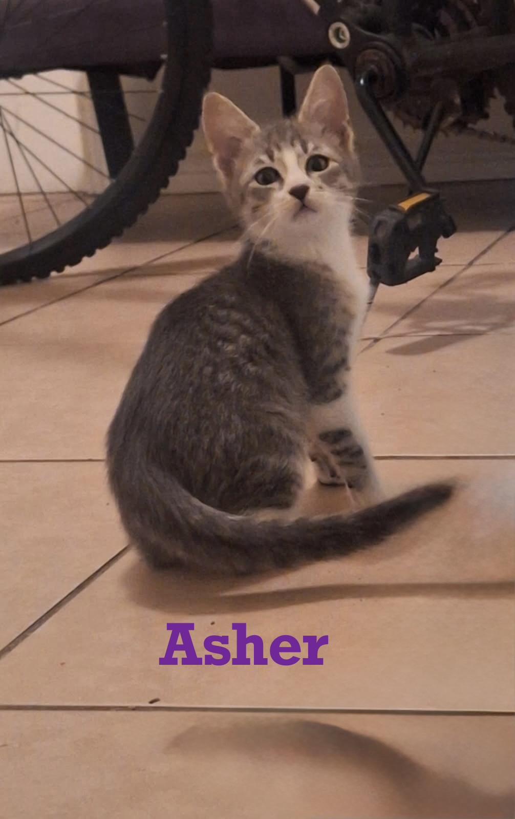 Enlarge Asher, a ADOPTABLE mixed breed in Houston, TX image 1/5