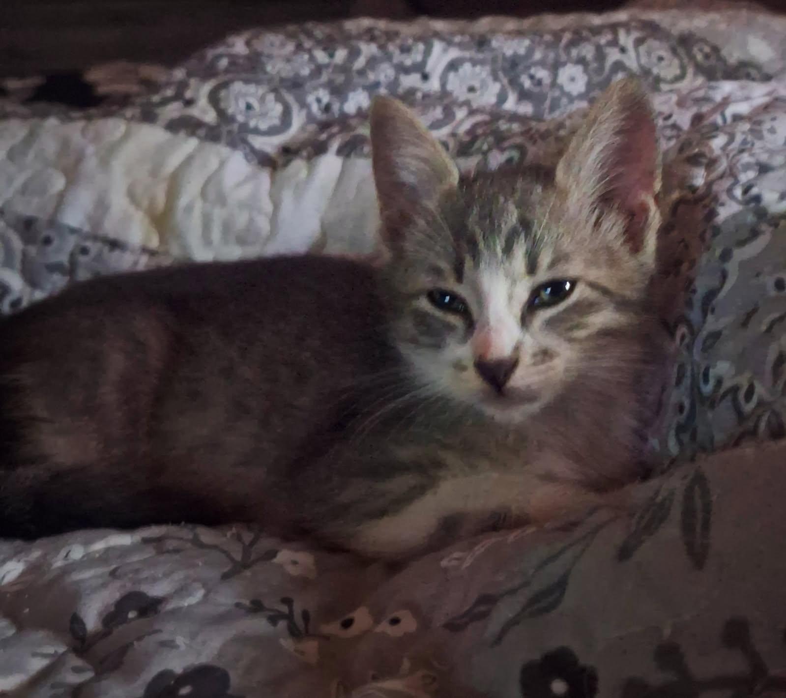Enlarge Asher, a ADOPTABLE mixed breed in Houston, TX image 2/5