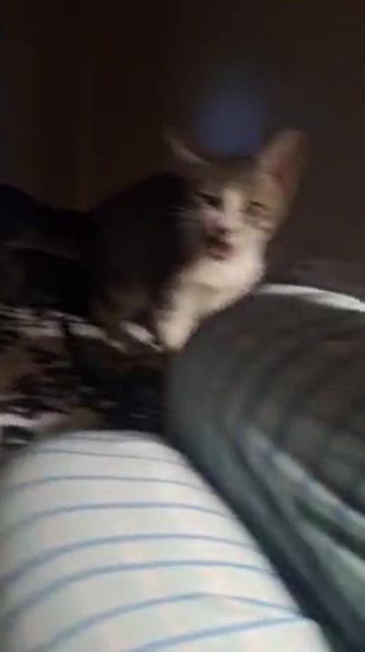 Enlarge Asher, a ADOPTABLE mixed breed in Houston, TX video 4/5