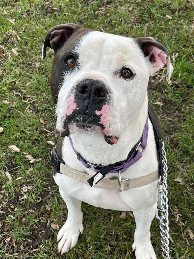 Enlarge Iron Man, a Adoptable mixed breed in Lake Odessa, MI image 2/6