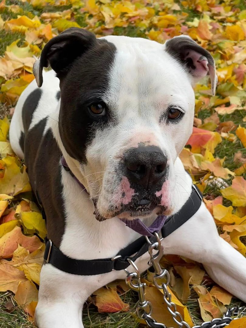 Enlarge Iron Man, a Adoptable mixed breed in Lake Odessa, MI image 3/6