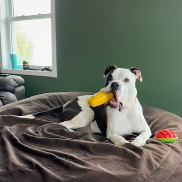 Enlarge Iron Man, a Adoptable mixed breed in Lake Odessa, MI image 6/6