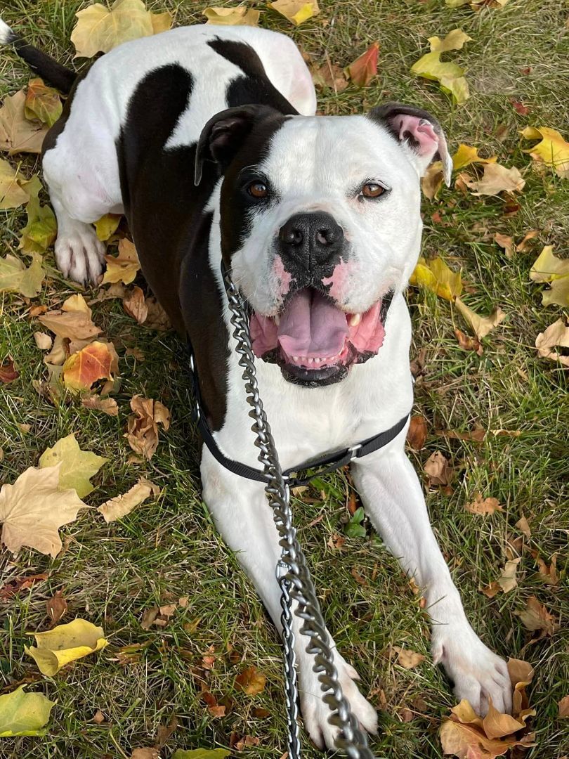 Enlarge Iron Man, a Adoptable mixed breed in Lake Odessa, MI image 4/6