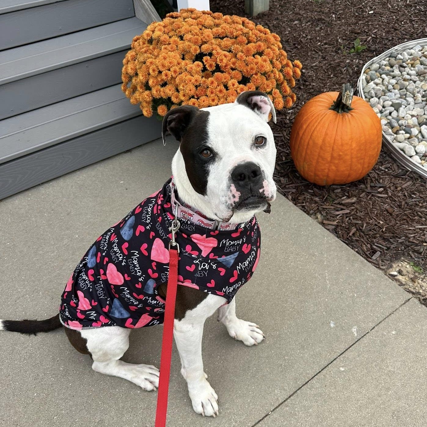 Enlarge Iron Man, a Adoptable mixed breed in Lake Odessa, MI image 1/6