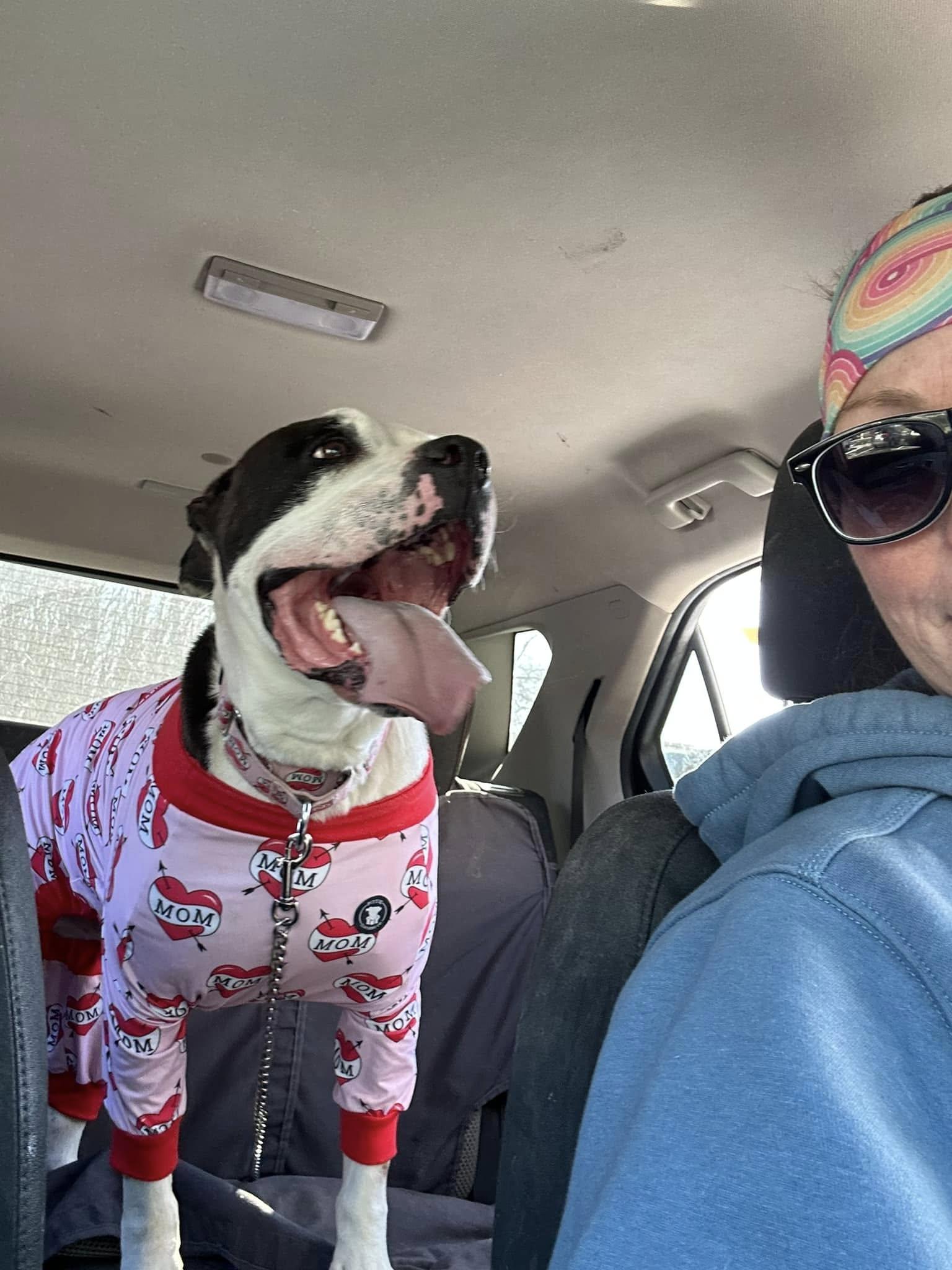 Enlarge Iron Man, a Adoptable mixed breed in Lake Odessa, MI image 6/6