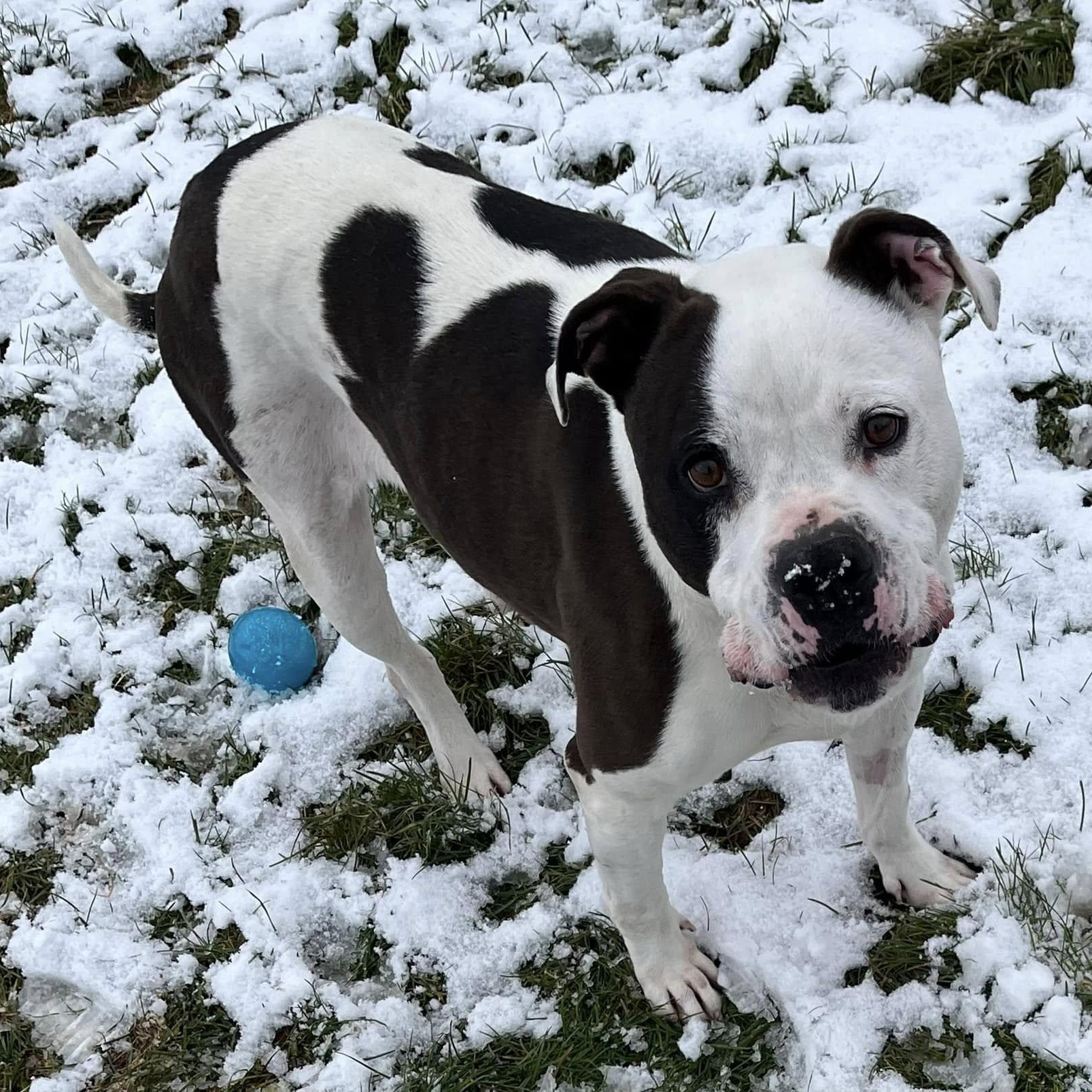 Enlarge Iron Man, a Adoptable mixed breed in Lake Odessa, MI image 2/6