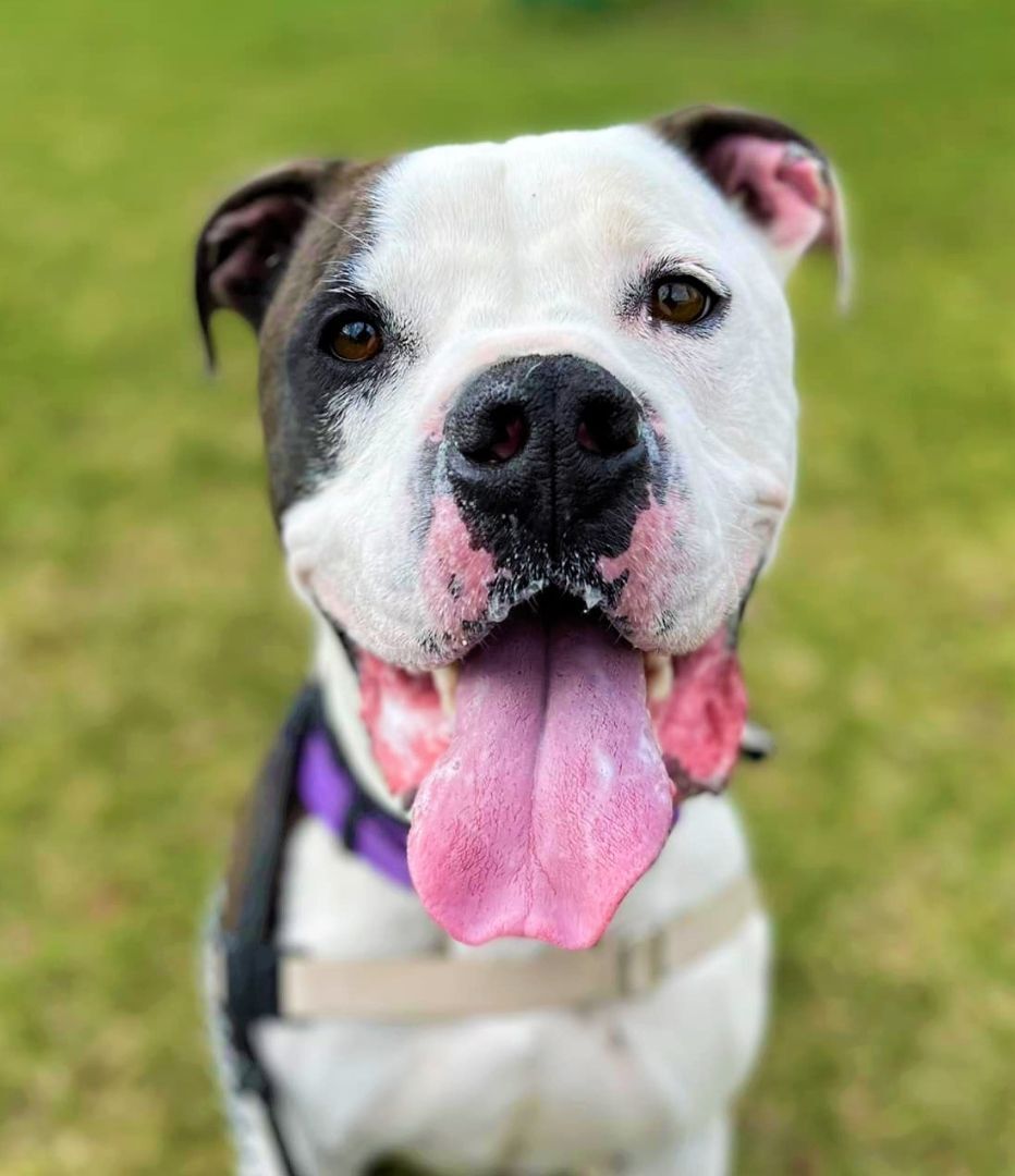 Enlarge Iron Man, a Adoptable mixed breed in Lake Odessa, MI image 5/6