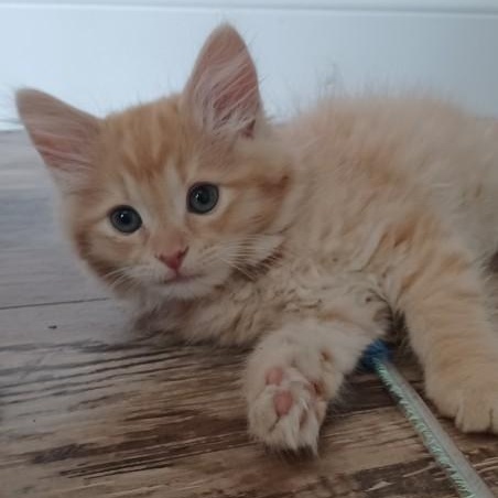 Bijou, adopted, Kitten Male Domestic Long Hair.