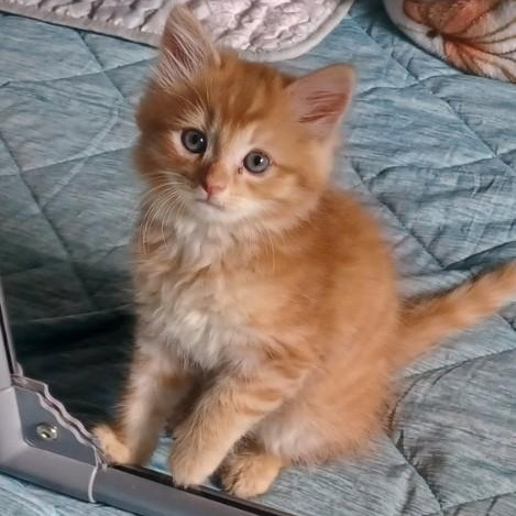 Enlarge Bijou, an adopted mixed breed in Bolingbrook, IL image 5/5