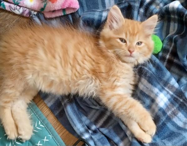 Enlarge Bijou, an adopted mixed breed in Bolingbrook, IL image 2/5