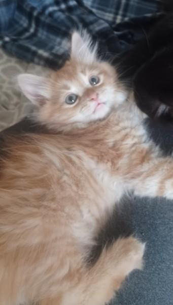 Enlarge Bijou, an adopted mixed breed in Bolingbrook, IL image 4/5
