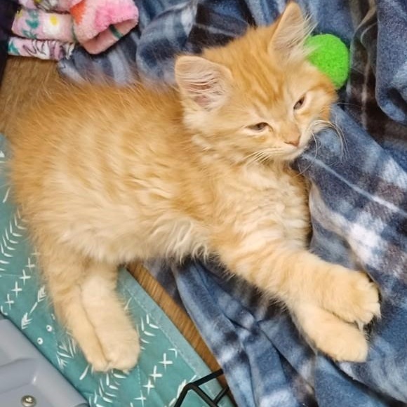 Enlarge Bijou, an adopted mixed breed in Bolingbrook, IL image 3/5