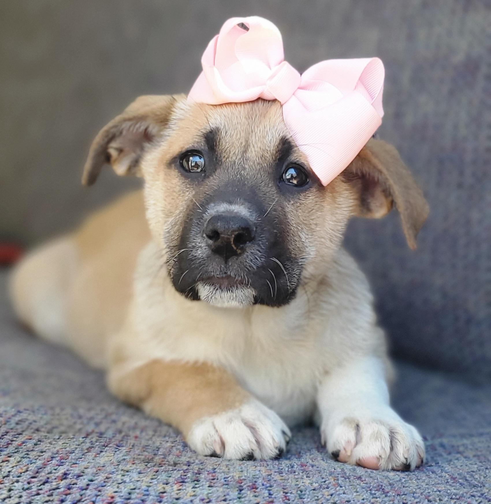 Enlarge Brownie, a Adoptable mixed breed in Atlanta , GA image 6/6