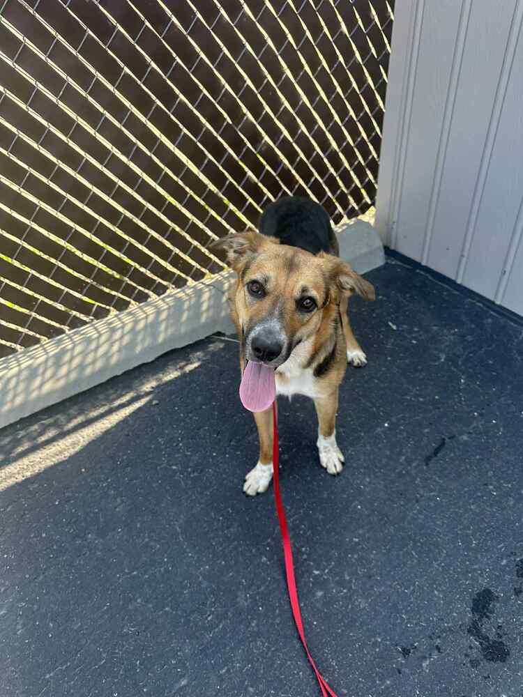 Hollywood, Adoptable, Puppy Female Shepherd & Mixed Breed.