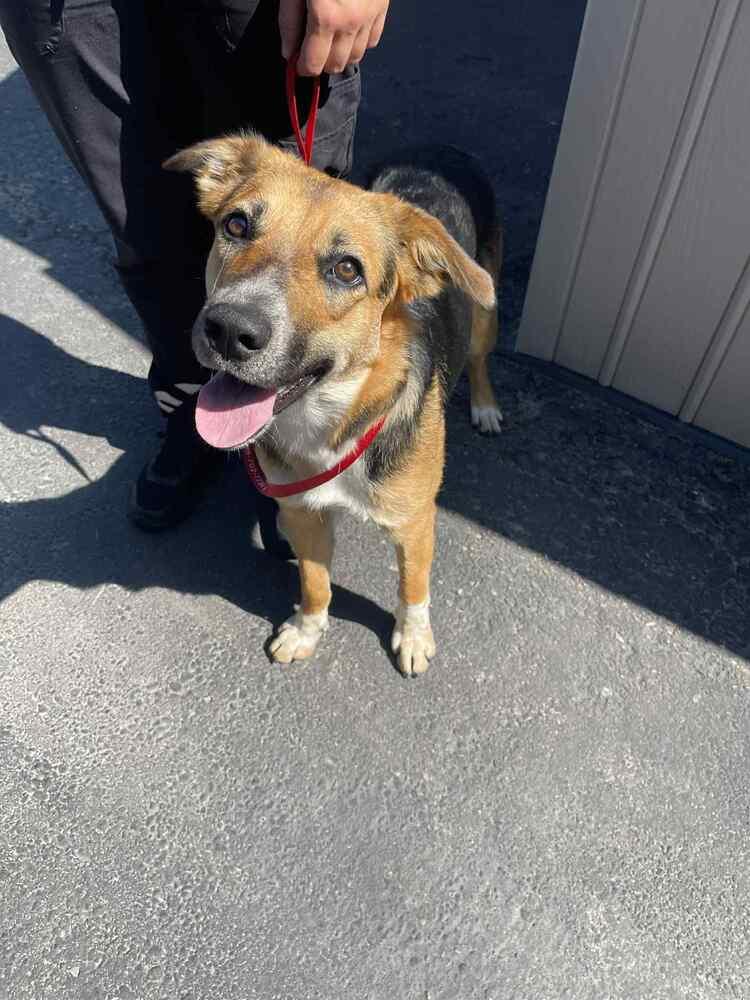 Enlarge Hollywood, a Adoptable mixed breed in Calgary, AB image 2/6