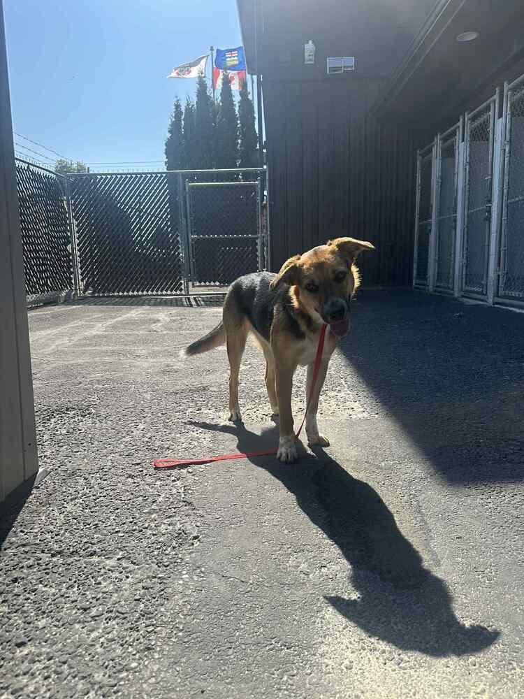 Enlarge Hollywood, a Adoptable mixed breed in Calgary, AB image 4/6