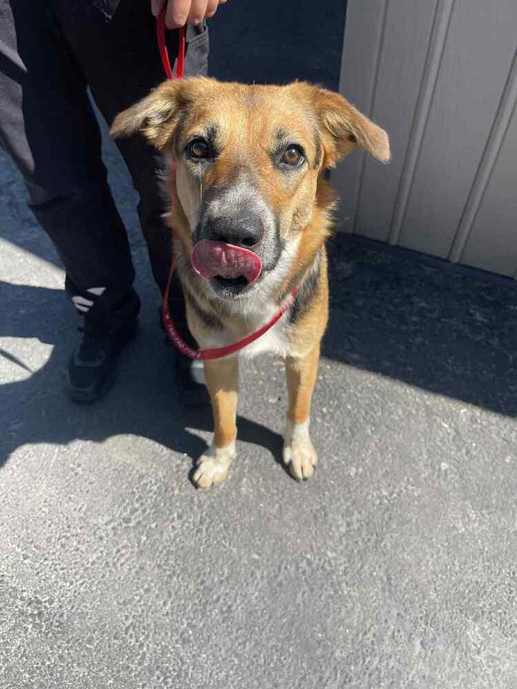 Enlarge Hollywood, a Adoptable mixed breed in Calgary, AB image 6/6