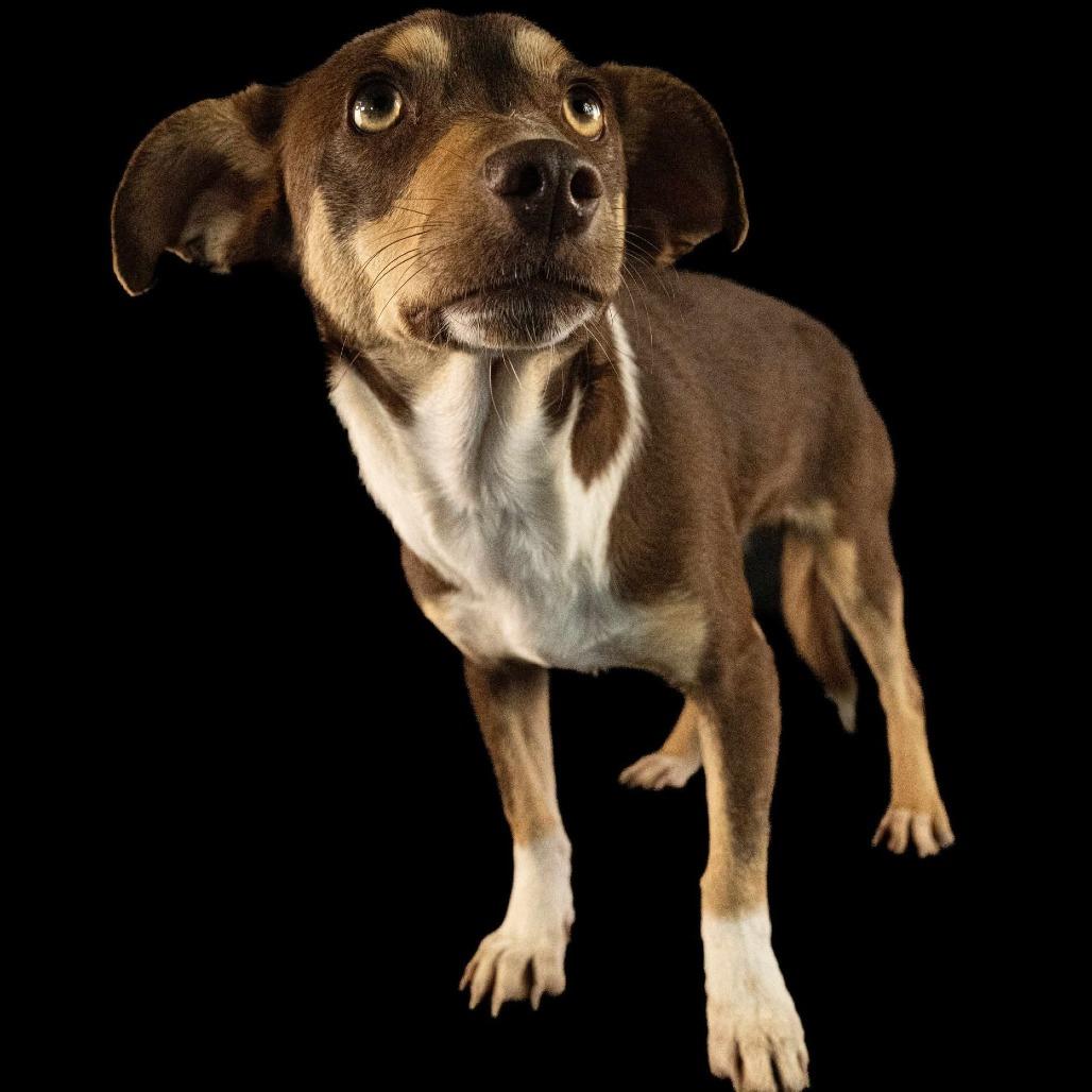 Enlarge Bellota, a Adoptable mixed breed in Tacoma, WA image 1/3