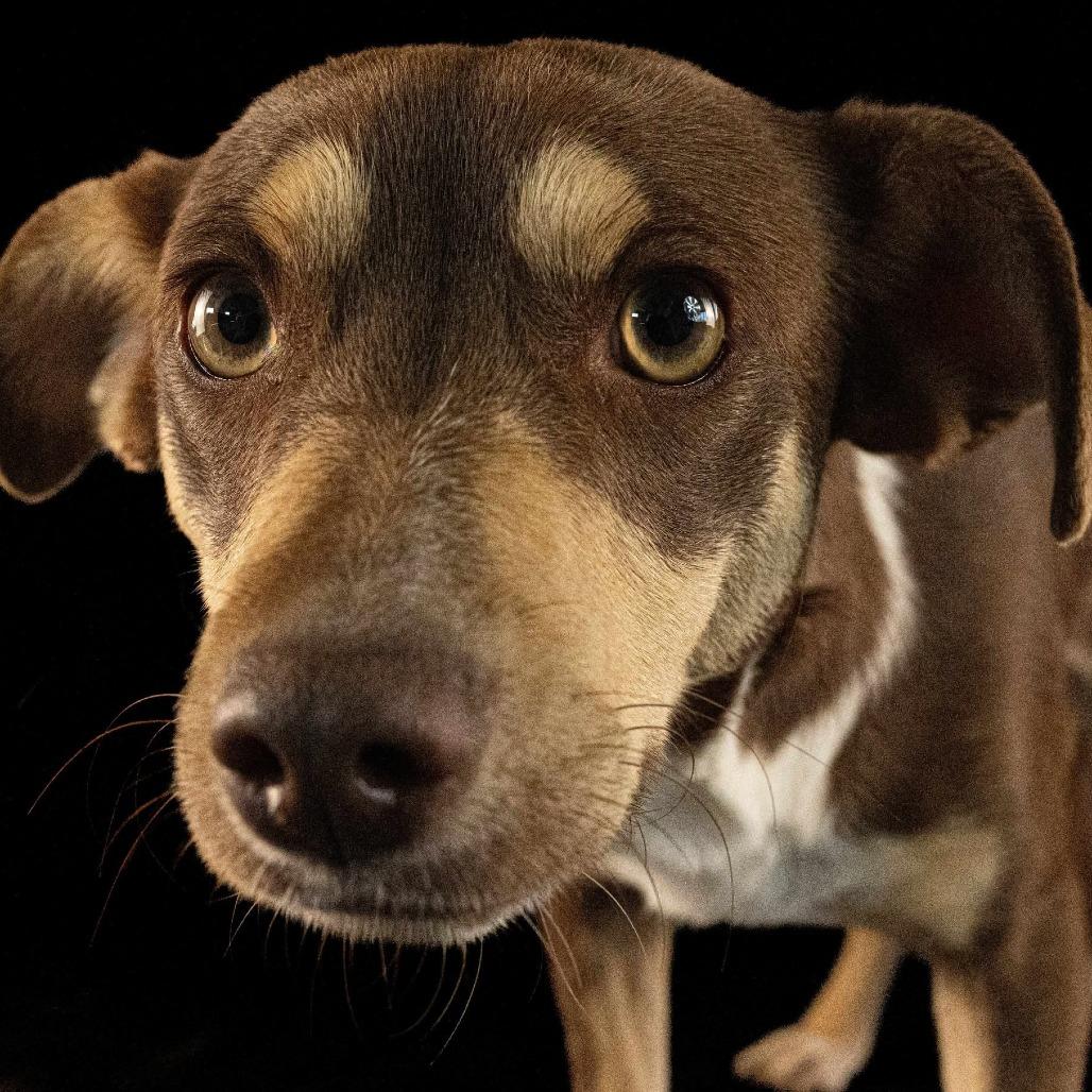 Enlarge Bellota, a Adoptable mixed breed in Tacoma, WA image 2/3