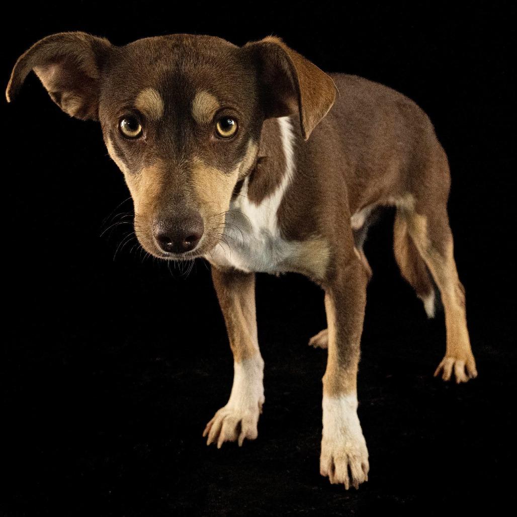 Enlarge Bellota, a Adoptable mixed breed in Tacoma, WA image 3/3