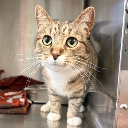 Pork And Beans, Adoptable, Adult Female Domestic Short Hair.