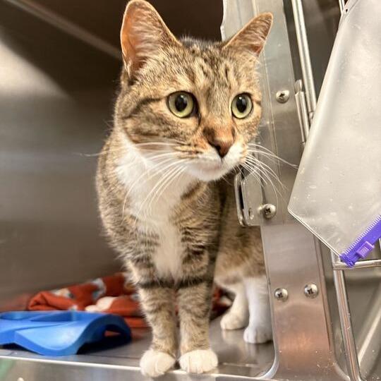 Enlarge Pork And Beans, a Adoptable Domestic Short Hair in Davenport, IA image 2/3