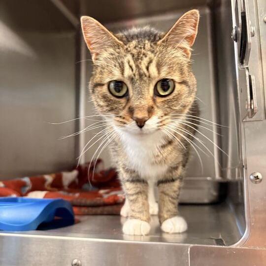 Enlarge Pork And Beans, a Adoptable Domestic Short Hair in Davenport, IA image 3/3