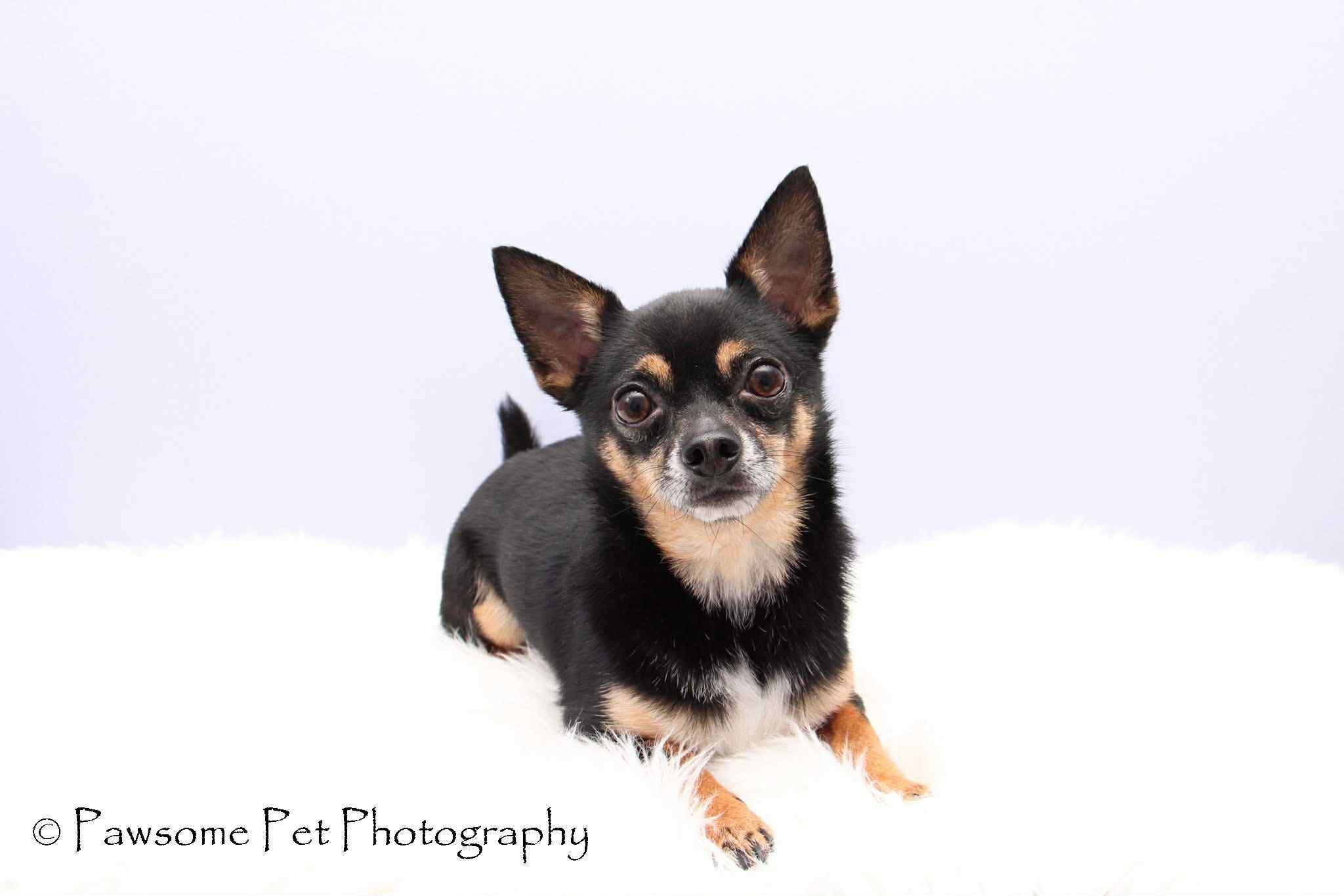 Enlarge DAX--ADOPTION PENDING, a Adopted Chihuahua in Toronto, ON image 2/2