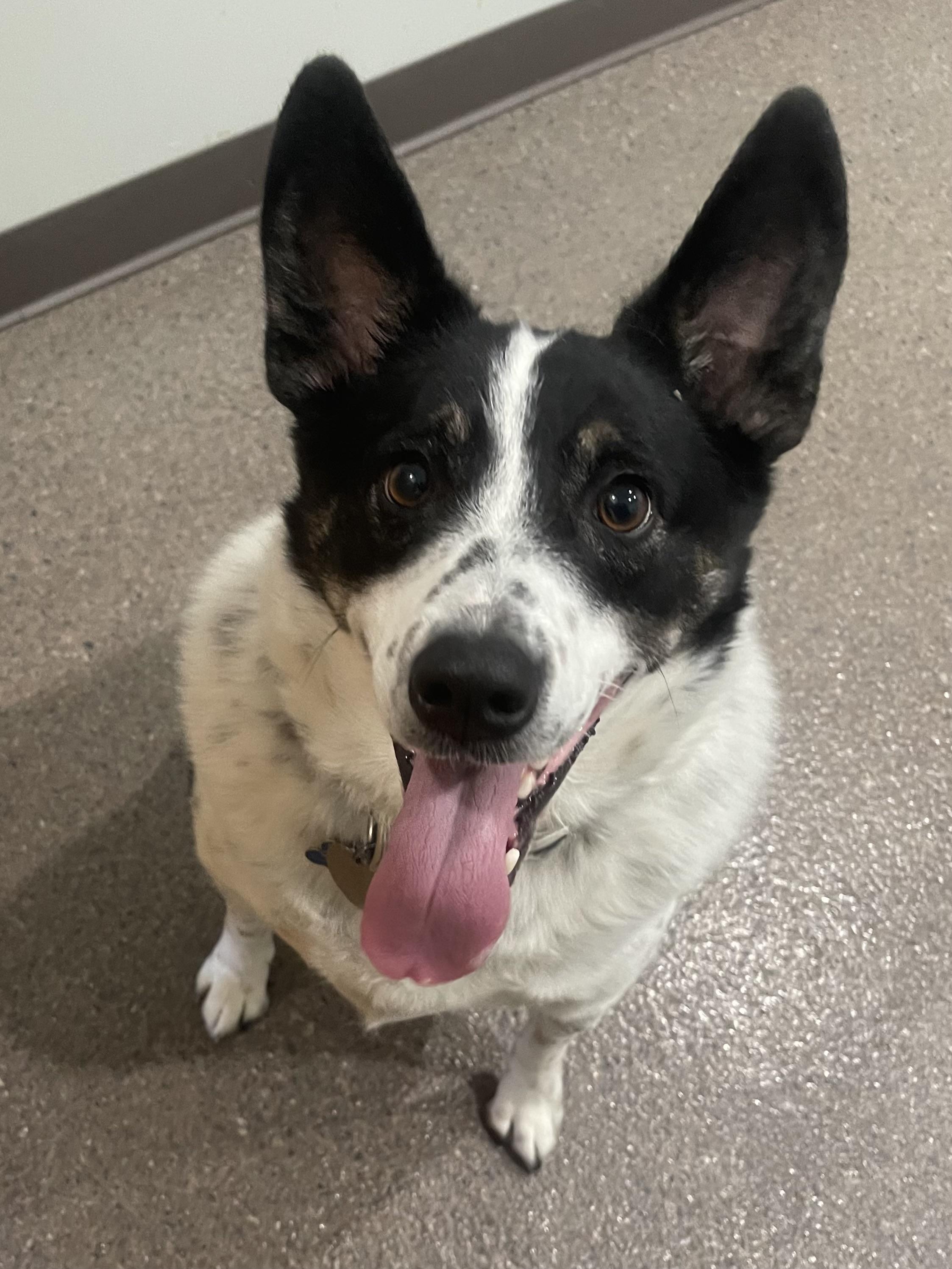 Orion, an adopted mixed breed in Sault Sainte Marie, MI image 2/2