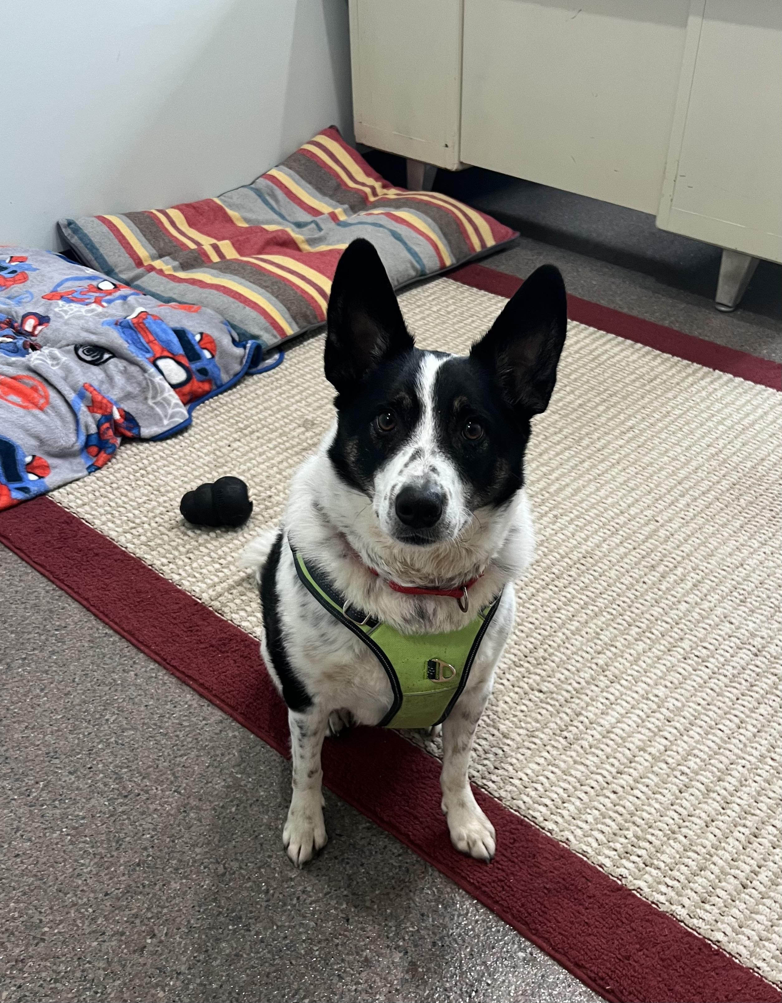 Orion, an adopted mixed breed in Sault Sainte Marie, MI image 1/2