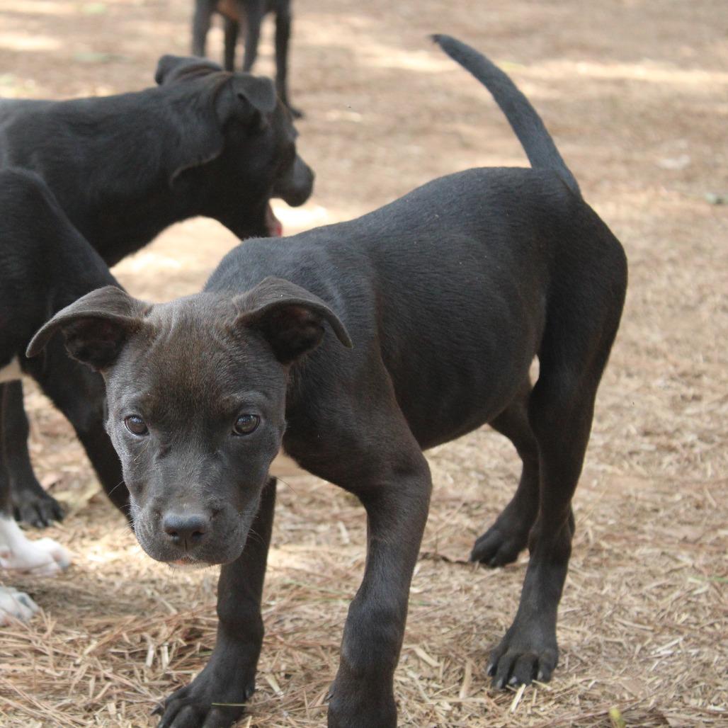 Mariah, Adoptable, Young Female Mixed Breed.